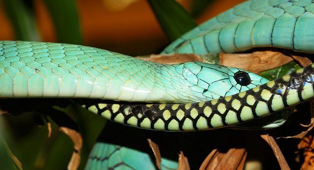 Mantenere i serpenti velenosi in Germania: bisogna essere consapevoli di ciò