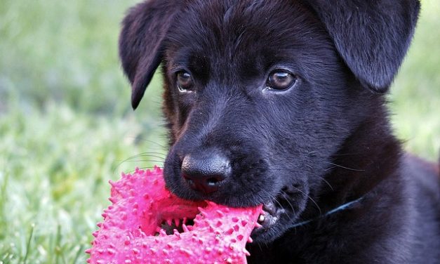 Schäferhund-Labrador-Mix: Informazioni didattiche