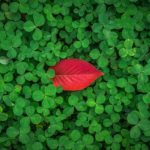 5 quadrifoglio a foglia: informazioni sul fascino fortunato