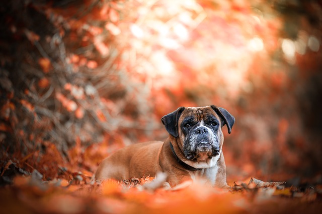 Cane di famiglia: come trovare un cane di famiglia