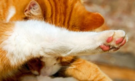 Pidocchi di gatto: come togliere il prurito dal tuo animale domestico