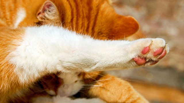 Pidocchi di gatto: come togliere il prurito dal tuo animale domestico