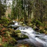 Abbattimento degli alberi: come ottenere l’autorizzazione delle autorità