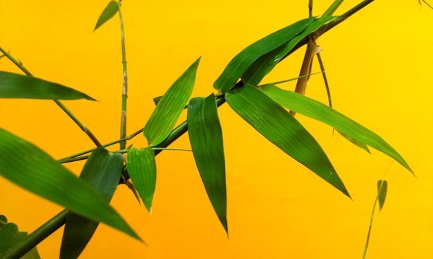 Bamboo diventa giallo: cosa fare?
