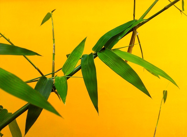 Bamboo diventa giallo: cosa fare?