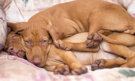 Disturbi del sonno nei cani: cause
