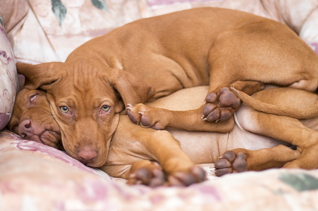Disturbi del sonno nei cani: cause