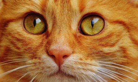 Gatti rossi sempre maschi? Fatti interessanti sull’eredità del colore del mantello dei gatti