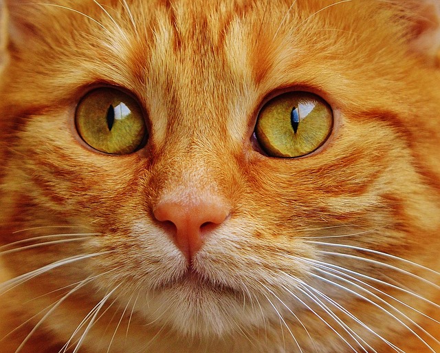 Gatti rossi sempre maschi? Fatti interessanti sull’eredità del colore del mantello dei gatti