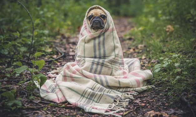 Quanto è vecchio un carlino? Informazioni sulla razza cane