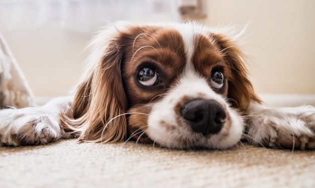 Esame di accompagnamento del cane: come preparare il vostro cane ad esso