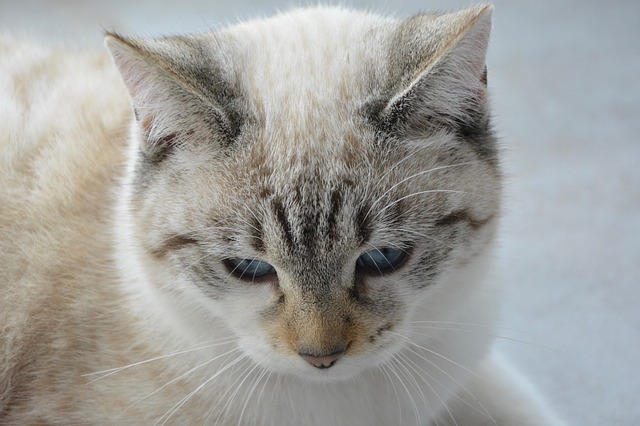 Orecchie fredde nei gatti: come interpretare correttamente i sintomi
