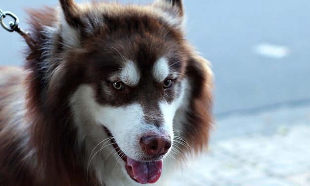 Cuccioli Appenzello: la formazione come cane da guida è un successo per voi