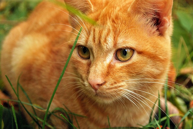 Riconoscere e curare i problemi di stomaco nei gatti: è così che funziona