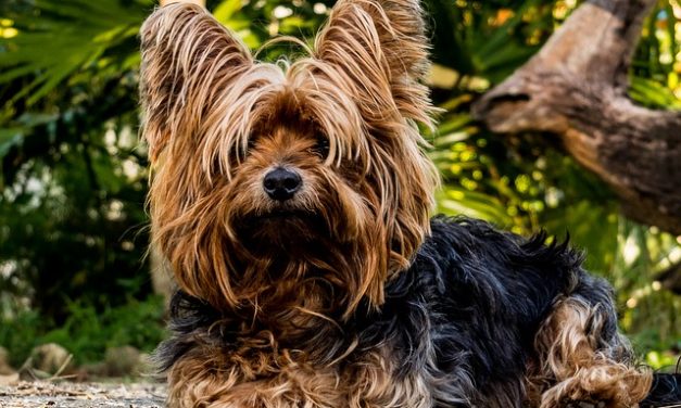 Biewer-Yorkshire-Terrier-Puppies: fatti interessanti per la conservazione e la manipolazione