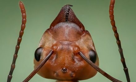 Formiche in casa: come fare una formica terrario