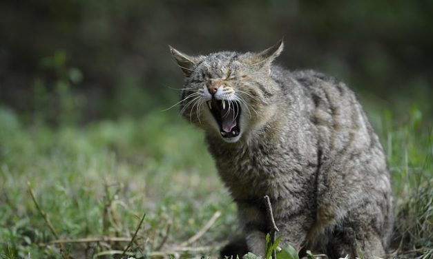 Sostituzione dei denti nei gatti: come sostenere il gatto