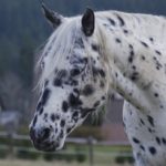 Vendita di cavalli da macello: come salvare un cavallo dalla macellazione