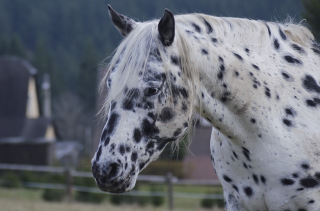 Vendita di cavalli da macello: come salvare un cavallo dalla macellazione