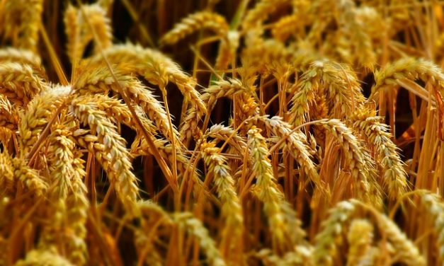 Germinare i semi di grano: ecco come funziona