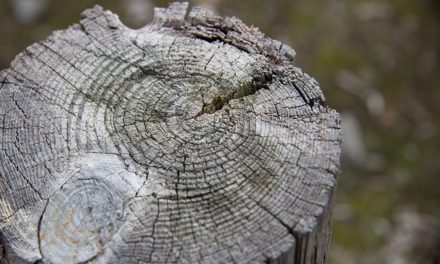 Il ceppo d’albero non dovrebbe crescere di nuovo: è così che si fa