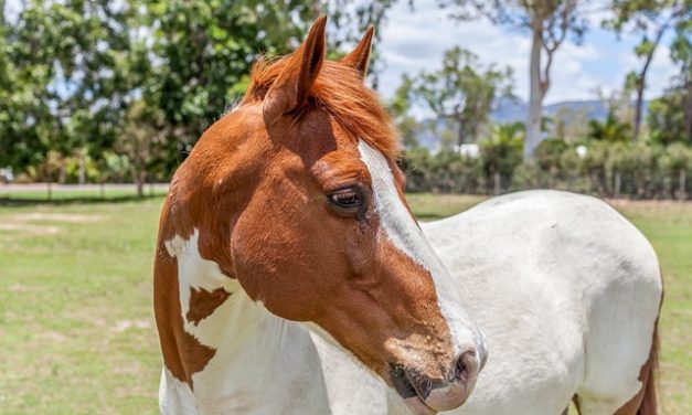 L’acquisto di un cavallo Shire: quello che si dovrebbe prendere in considerazione quando si acquista una gara a sangue freddo