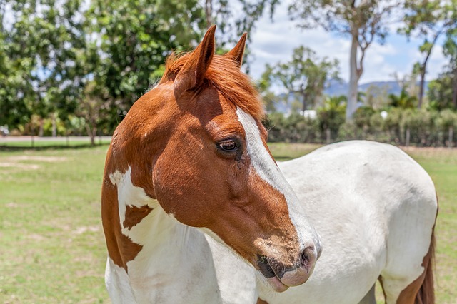 L’acquisto di un cavallo Shire: quello che si dovrebbe prendere in considerazione quando si acquista una gara a sangue freddo