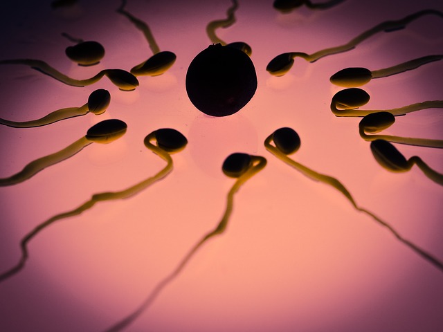 Quando è l’ovulazione? Come imparare a conoscere il tuo ciclo