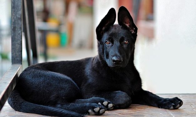 Razza cane Samoyed: fatti interessanti circa l’atteggiamento