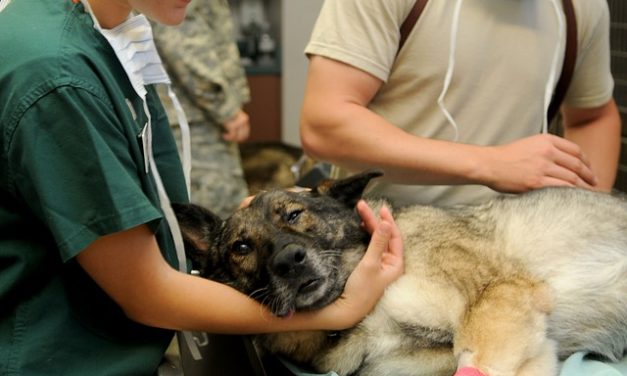 Compresse di carbone per cani: Informazioni