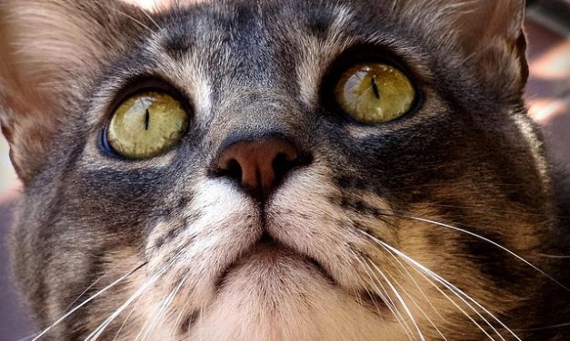 Infiammazione della vescica del gatto: questo è il modo per alleviare il disagio