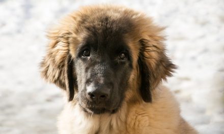 Leonberger-Hund: Panoramica della razza