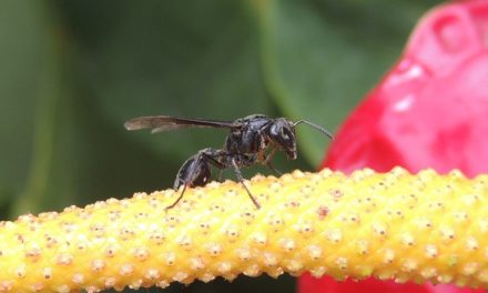 Trattare il morso vespa sulla lingua