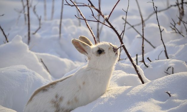 Cibo coniglio in inverno: come nutrire correttamente i vostri animali domestici