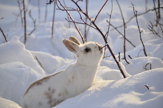 Cibo coniglio in inverno: come nutrire correttamente i vostri animali domestici