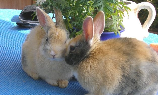 Coniglio femmina coniglio speronato maschio: Informativo