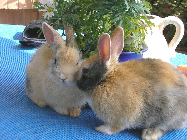 Coniglio femmina coniglio speronato maschio: Informativo