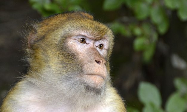 Mantenere le scimmie come animali da compagnia: come renderle adatte alla specie