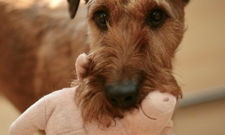 Perché i cani odorano all’inguine? Comunicazione con gli amici a quattro zampe semplicemente spiegato