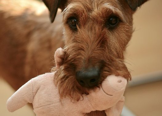 Perché i cani odorano all’inguine? Comunicazione con gli amici a quattro zampe semplicemente spiegato