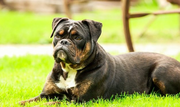 Rare di cani anallergici: informazioni utili per chi soffre di allergia