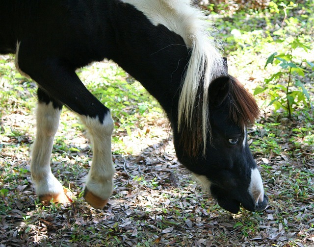 Pony in miniatura: come tenerlo adatto alle specie