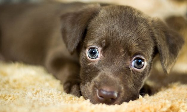 Cancro della ghiandola linfatica nei cani: fatti che vale la pena conoscere