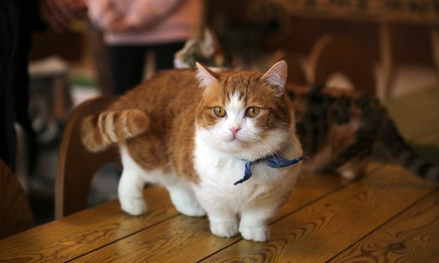 Che cosa significa la scommessa della coda nei gatti?