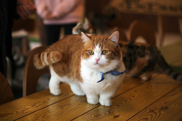 Che cosa significa la scommessa della coda nei gatti?