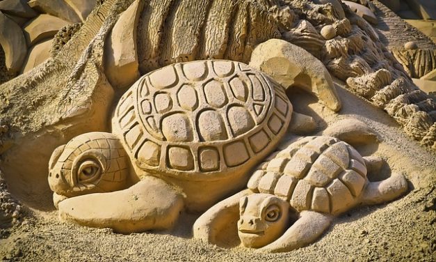 Comprare un mini-turtle: Cose da sapere su tenere e curare