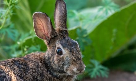 Conigli selvatici in giardino: quello che si deve notare