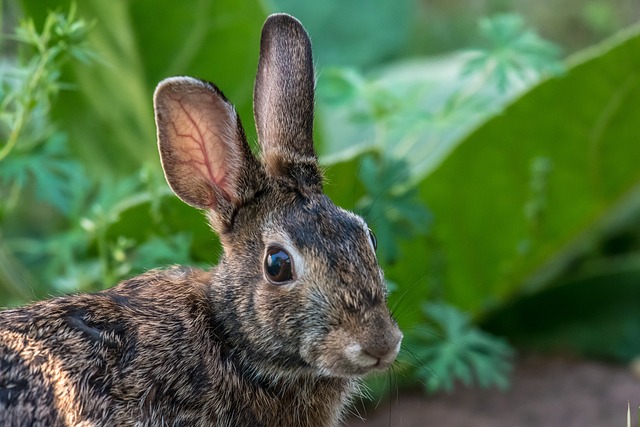 Conigli selvatici in giardino: quello che si deve notare