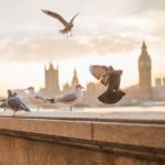 Fend off piccioni: tenerli lontano dal balcone in modo amichevole per gli animali