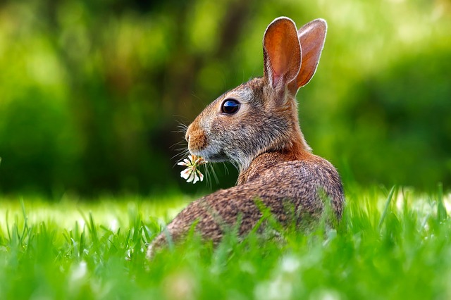 Giochi per conigli: Idee per attività per animali domestici
